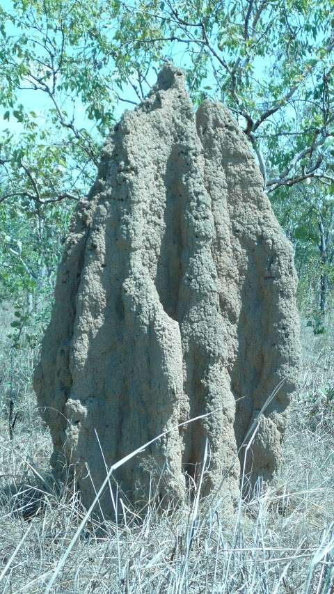 Photo: Cathedrals of the North Termite Mounds